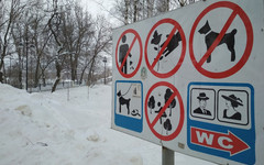 В администрации рассказали, где в Кирове нельзя выгуливать собак