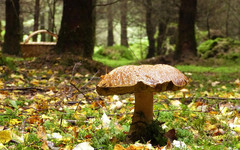 В Кировской области нашли заблудившихся в лесу грибников