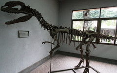 Палеонтологический музей в Котельниче собирает пожертвования, чтобы не закрыться