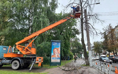 В Кирове начали срубать сухостои и гнилые деревья