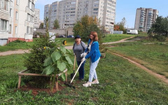 На улице Московской высадили берёзы и конусные ели