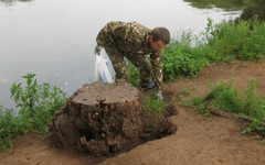 В Кирове начали борьбу с крысами