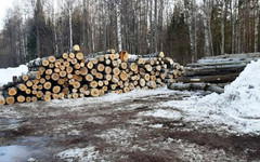 В Малмыжском районе предприниматель незаконно вырубил лес на 2,7 млн рублей