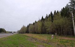 В Кировской области уничтожают борщевик