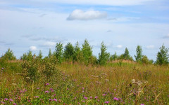 Площадь заброшенных земель в Кировской области превышает миллион гектаров