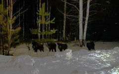 Звуки сирен, стая кабанов и женская консультация. Главные новости за 5 марта
