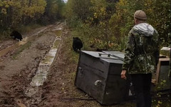 Трёх медвежат из Опаринского района выпустили в дикую природу