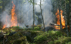 В Кировской области количество лесных пожаров снизилось в 11,5 раз в текущем году