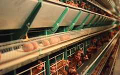 Кировские несушки произвели 670 млн яиц