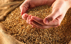 В Кировской области на 25% увеличилась реализация зерна
