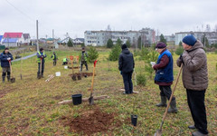 В парке Дороничей высадили новые деревья вместо бывшего пустыря