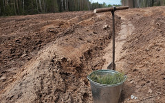 В Порошино высадили сосны на участке, пострадавшем от урагана