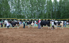 В Кирове организуют выставку племенных животных
