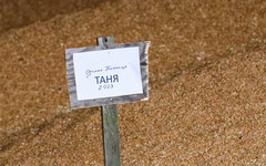 Российские власти ввели временный запрет на экспорт твёрдой пшеницы