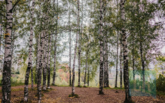 В Кирове потеплеет до +15