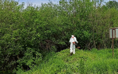 Кировская область уничтожает борщевик на 1300 гектарах ежегодно