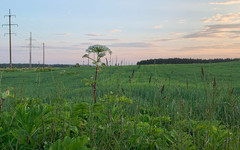 Учёный назвал борщевик самым опасным растением в России