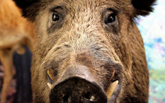 В Кировской области отменили ограничения по африканской чуме свиней