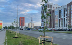 Новые деревья высадили на улицах Риммы Юровской и Анжелия Михеева