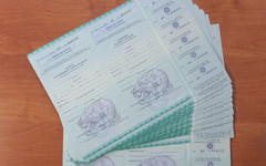 В Кировской области откроют охоту на медведя