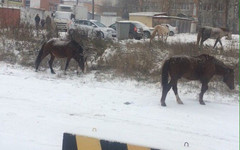 В окна квартир жителей Кирово-Чепецка заглядывают лошади (ВИДЕО)
