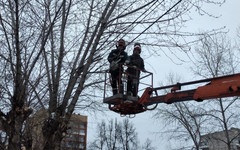 В Кирове на семи улицах выполнили омолаживающую обрезку деревьев