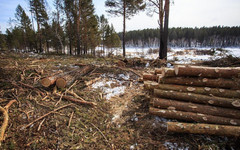 Кировское минохраны окружающей среды ликвидировало «Кировлес»