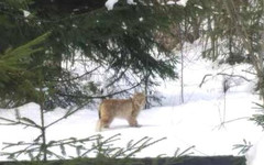 Жители Котельнича сняли на видео гуляющую по городу рысь