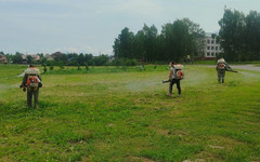 Кировские парки снова обрабатывают от клещей