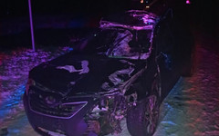 «Камри» сбила лося в Верхошижемском районе