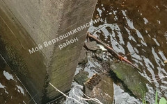 Двое мужчин спасли утят, угодивших в водосток Верхошижемского пруда