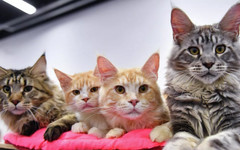 Спрос на товары для кошек вырос в 4-5 раз