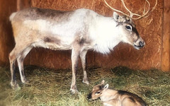 В кировском парке отдыха родился оленёнок