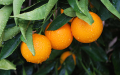 Апельсины в России рекордно подорожали на 21 %