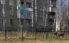 В Кирово-Чепецке лось забежал на территорию школы
