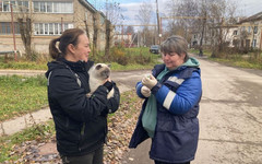 В Кирове более 600 питомцев получили прививки от бешенства