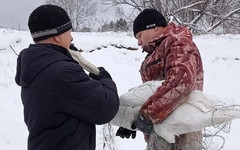 В Афанасьевском районе спасли лебедя, который застрял во льдах