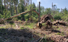 Жителя Зуевского района отправили в тюрьму за незаконную рубку леса