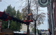 Липа у КРИНа пошла под топор