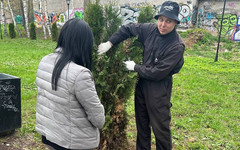 В Кирове в парке Аполло провели чистку туй