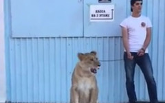 В Кирове мужчина выгуливал львицу на поводке. Видео
