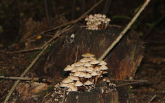 В Лебяжье три человека насмерть отравились грибами