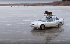 Водитель иномарки с собаками на крыше прокатился по замёрзшей Вятке