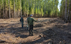 В Кирово-Чепецком районе с лесоарендатора взыскали более 540 тысяч рублей за незаконный переруб деревьев