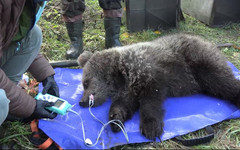 Центр спасения медвежат-сирот поделился видео с выпуска Ёжика и Веснушкина в природу