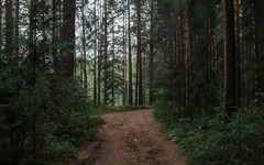 Министр лесного хозяйства Кировской области отчитался о работе отрасли за 2025 год