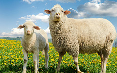Жители Кировской области украли у односельчанки двух овец и одного ягнёнка