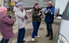 В Кирове началась выездная вакцинация животных от бешенства