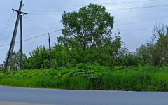 В России введут гигантские штрафы за борщевик на участках