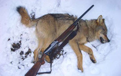 Еще двух волков добыли охотники в Кировской области